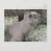 Capybara Babay Postkarte (Vorderseite)