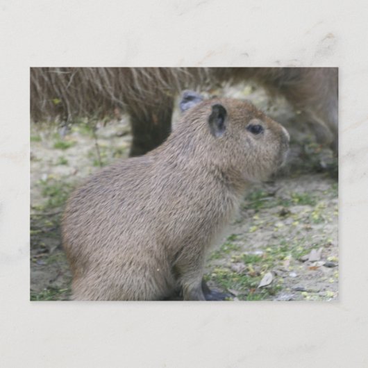 Capybara Babay Postkarte (Vorderseite)
