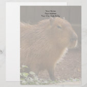 Capybara Briefbogen (Vorne/Hinten)