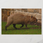 Capybara Briefpapier (Vorderseite)