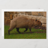 Capybara Briefpapier (Vorne/Hinten)