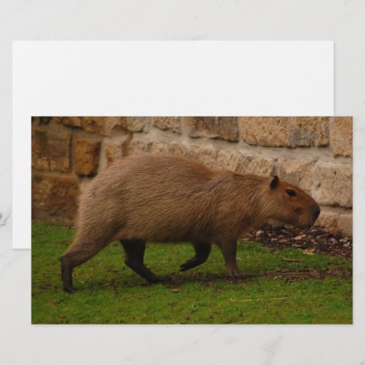 Capybara Briefpapier (Vorne/Hinten)