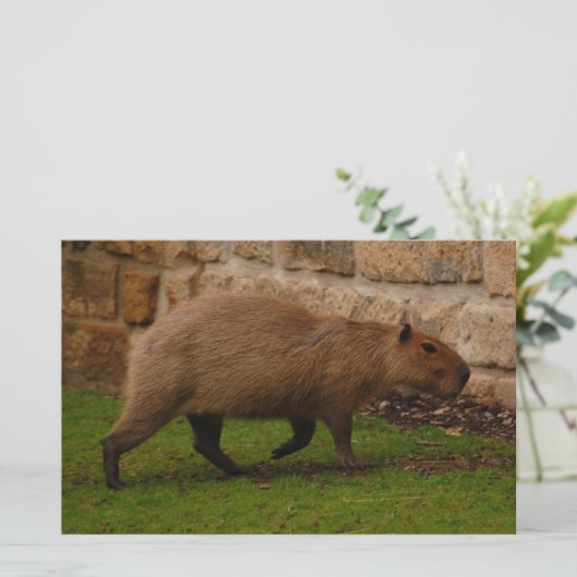 Capybara Briefpapier (Stehend Vorderseite)