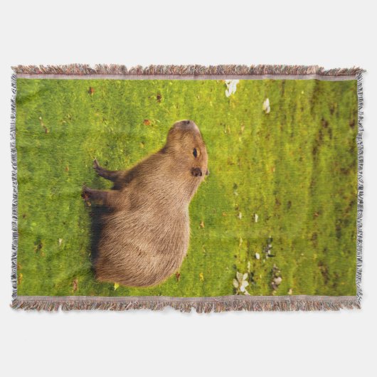 Capybara Decke (Vorderseite)