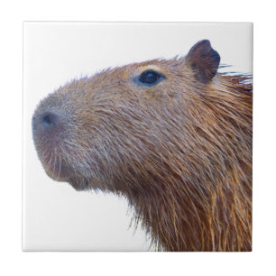 Capybara Fliese