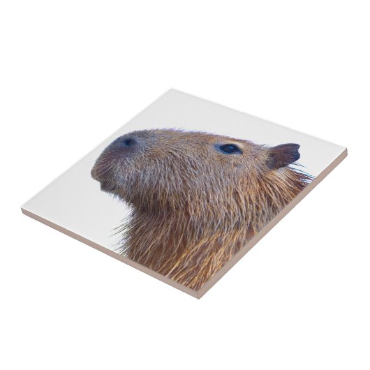 Capybara Fliese (Seite)