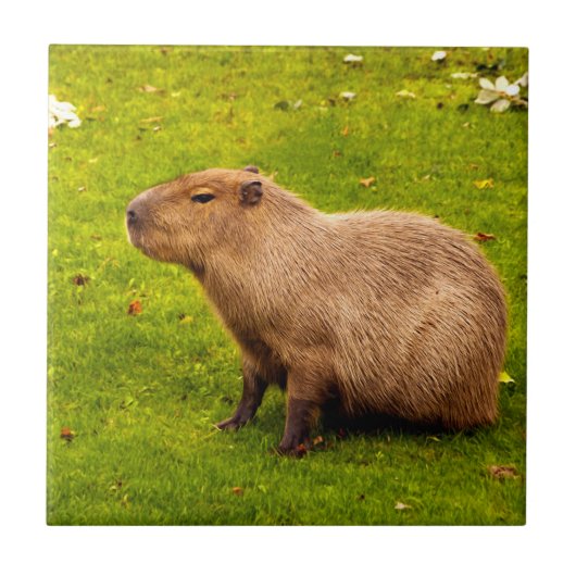 Capybara Fliese (Vorderseite)