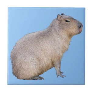 Capybara Fliese