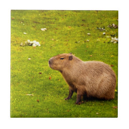 Capybara Fliese