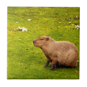 Capybara Fliese