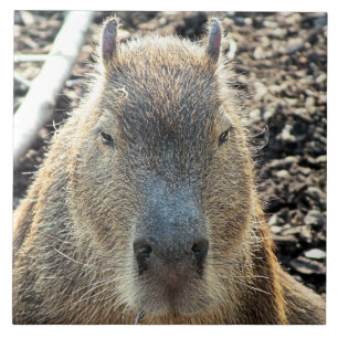 CAPYBARA FLIESE