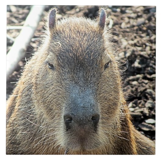 CAPYBARA FLIESE (Vorderseite)