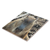 CAPYBARA FLIESE (Seite)