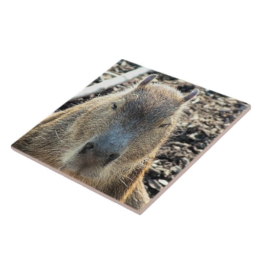 CAPYBARA FLIESE (Seite)
