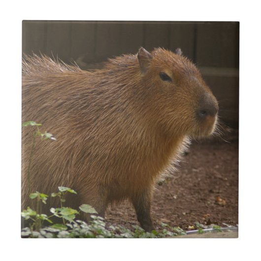 Capybara Fliese (Vorderseite)