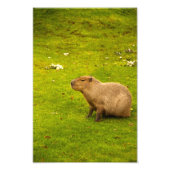 Capybara Foto Print (Vorne)
