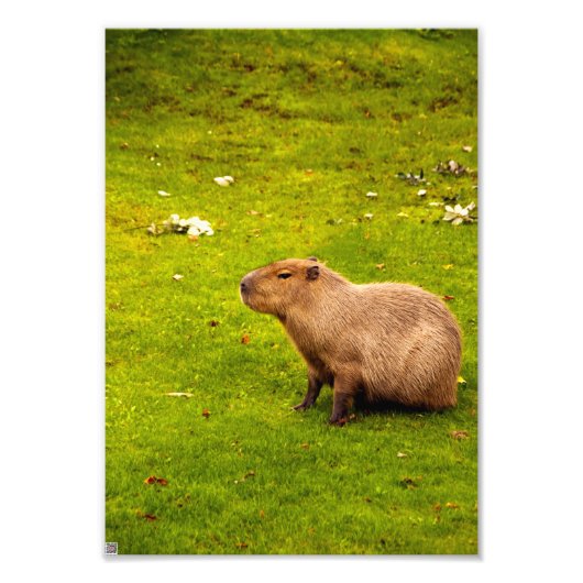 Capybara Fotodruck (Vorne)