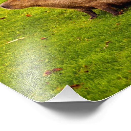 Capybara Fotodruck (Ecke)