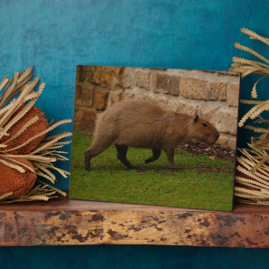 Capybara Fotoplatte (Seite)
