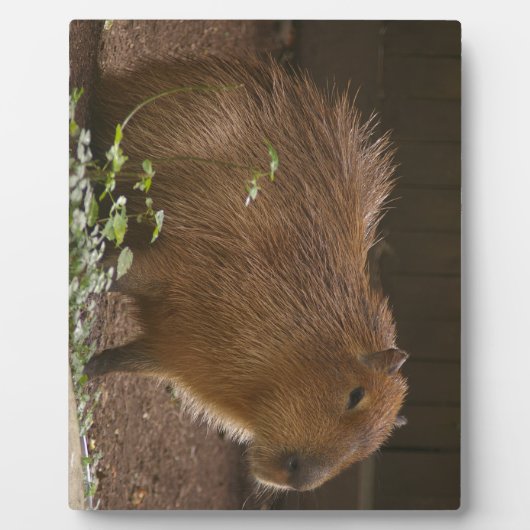 Capybara Fotoplatte (Vorderseite)