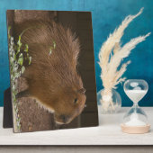 Capybara Fotoplatte (Seite)