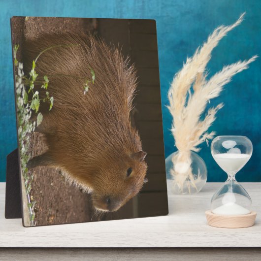 Capybara Fotoplatte (Seite)