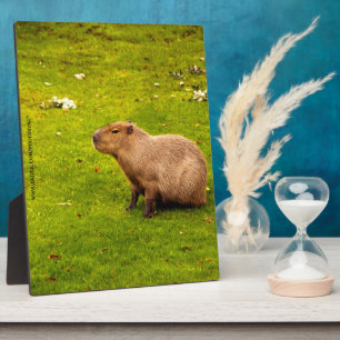 Capybara Fotoplatte