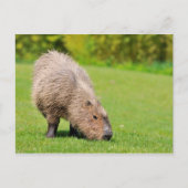 Capybara fressend Gras Postkarte (Vorderseite)