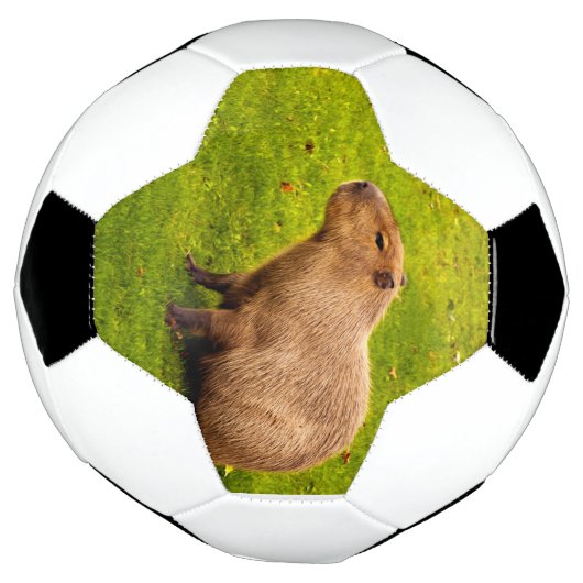 Capybara Fußball (Gedreht)