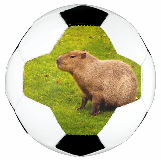 Capybara Fußball (Vorderseite)