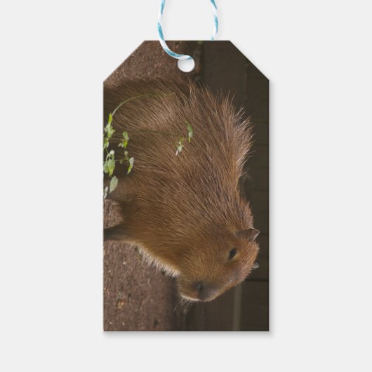 Capybara Geschenkanhänger (Vorderseite)