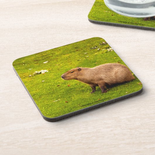 Capybara Getränkeuntersetzer (Linke Seite)