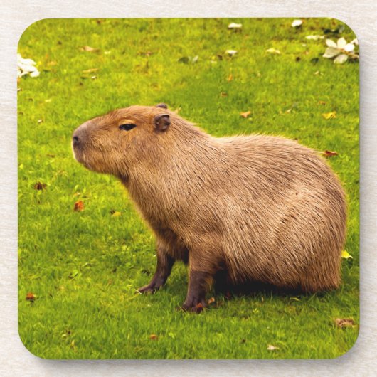 Capybara Getränkeuntersetzer (Vorderseite)