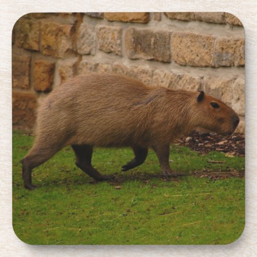 Capybara Getränkeuntersetzer (Vorderseite)