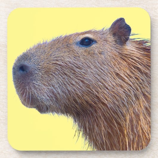 Capybara Getränkeuntersetzer (Vorderseite)