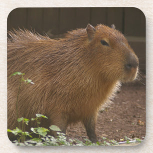 Capybara Getränkeuntersetzer