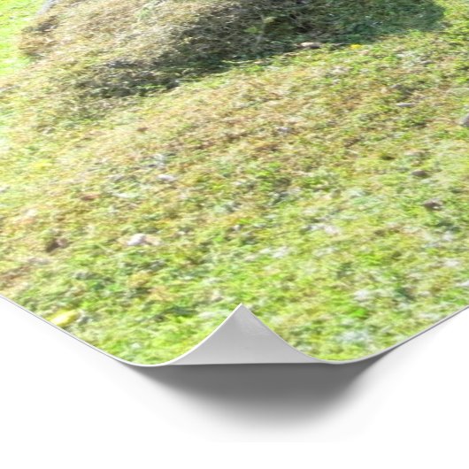 Capybara - Große Rodent Poster (Ecke)