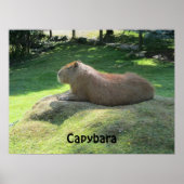 Capybara - Große Rodent Poster (Vorne)