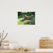 Capybara - Große Rodent Poster (Küche)