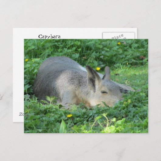 Capybara - Große Rodent Postkarte (Vorne/Hinten)