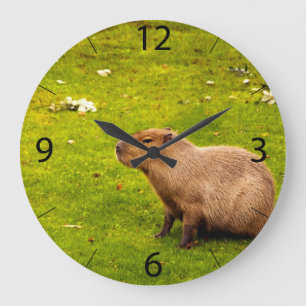 Capybara Große Wanduhr