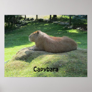 Capybara - Großes Nagetier Poster