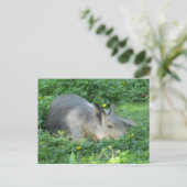 Capybara - Großes Nagetier Postkarte (Stehend Vorderseite)