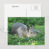 Capybara - Großes Nagetier Postkarte (Vorne/Hinten)