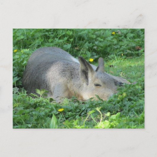 Capybara - Großes Nagetier Postkarte (Vorderseite)