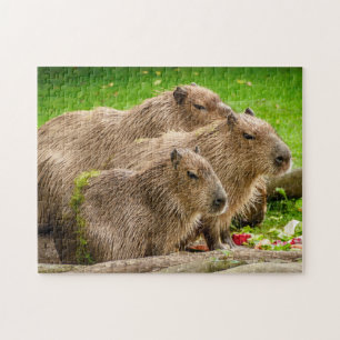 Capybara-Gruppe Puzzle