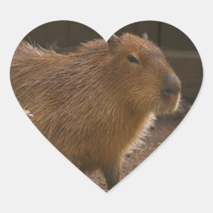 Capybara Herz-Aufkleber