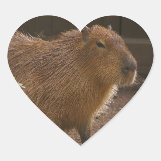 Capybara Herz-Aufkleber (Vorderseite)