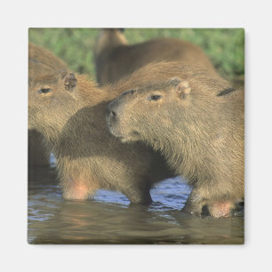Capybara, Hydrochaeris hydrochaeris), Welt Magnet