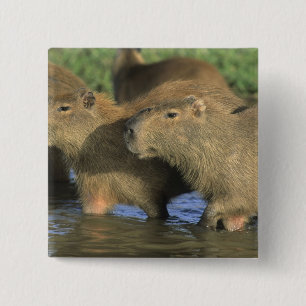 Capybara, Hydrochaeris hydrochaeris), Welts Button